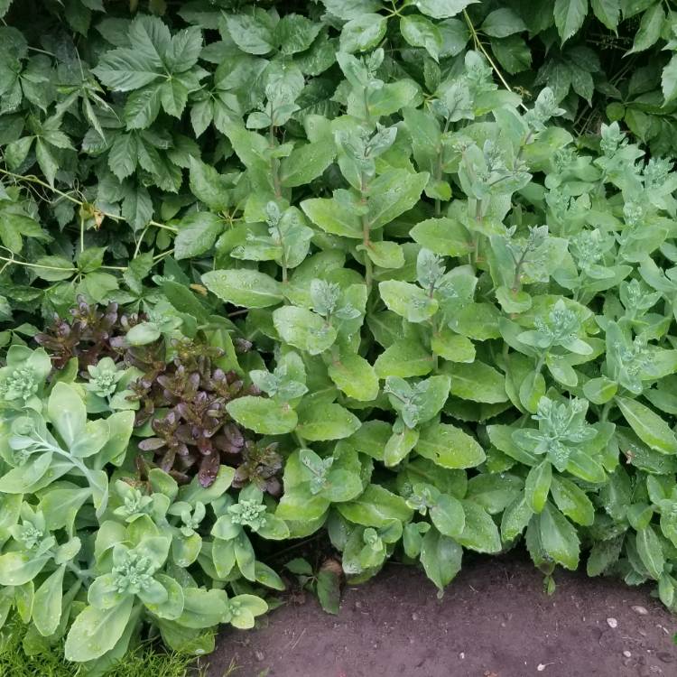plant image 1105649