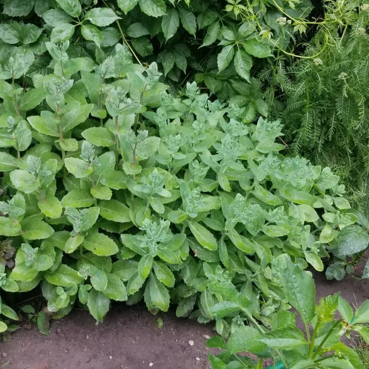 plant image 1105651