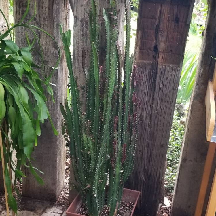 plant image 1105654
