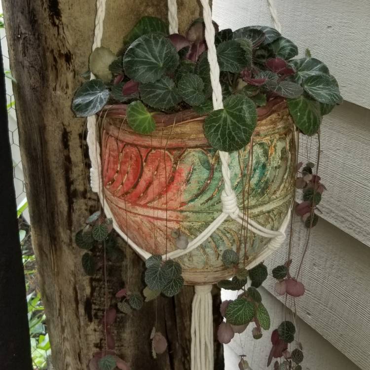 plant image 1105656