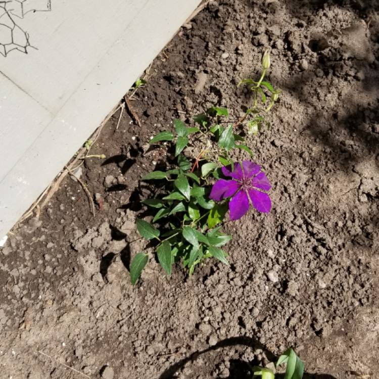 plant image 437998