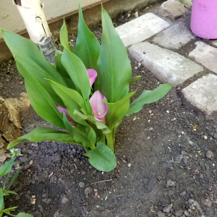 plant image 438046