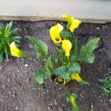 Zantedeschia rehmannii