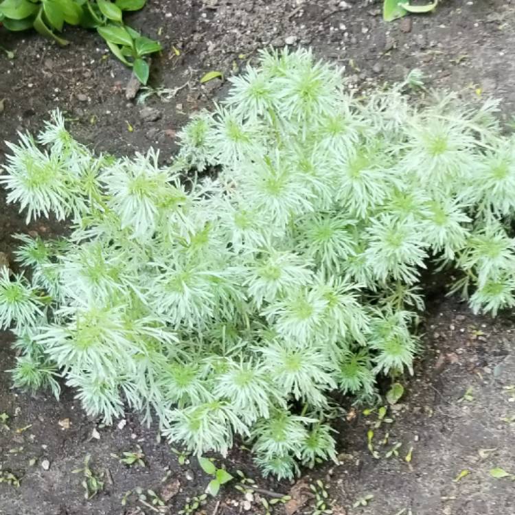 Plant image Artemisia schmidtiana 'Nana'