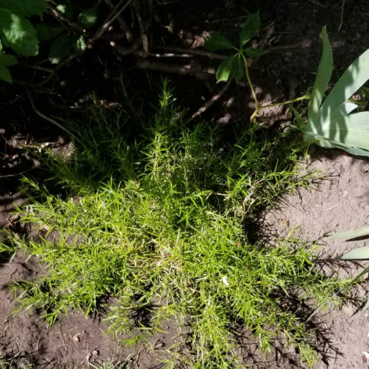 Plant image Phlox subulata