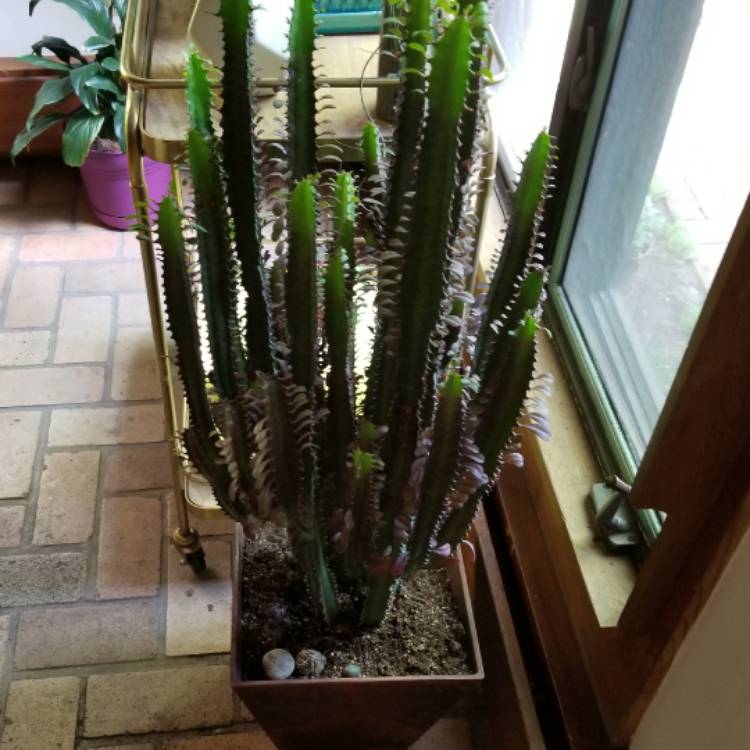 plant image 438222