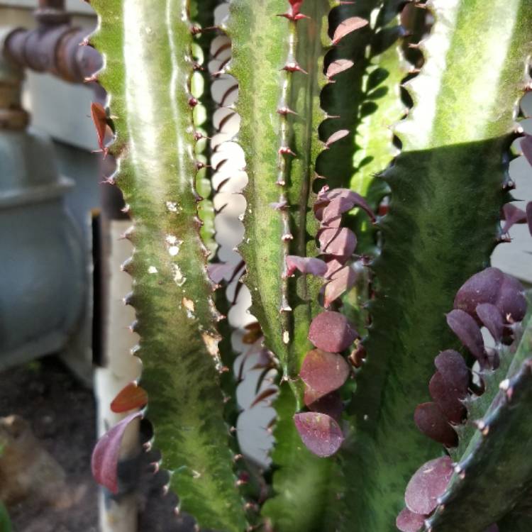 plant image 439693