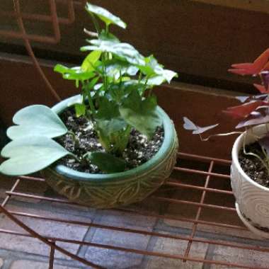 Hoya kerrii