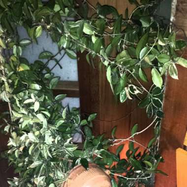 Hoya Carnosa
