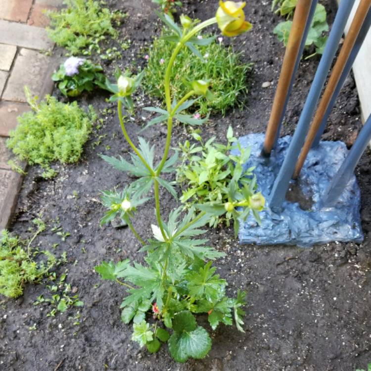 Plant image Trollius 'Lemon Queen'
