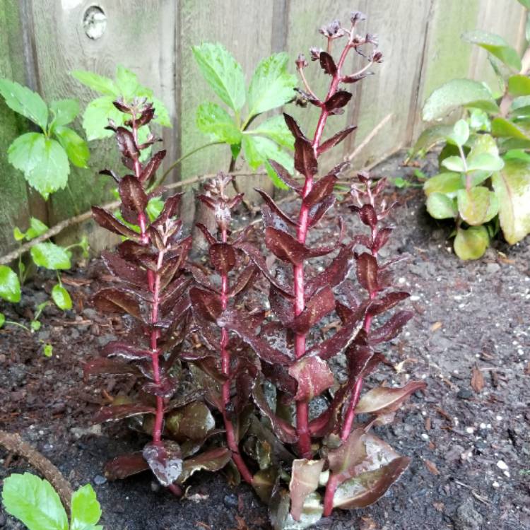 Plant image Sedum 'Touchdown Teak'
