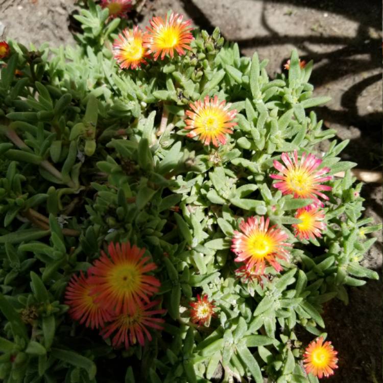 plant image 474479