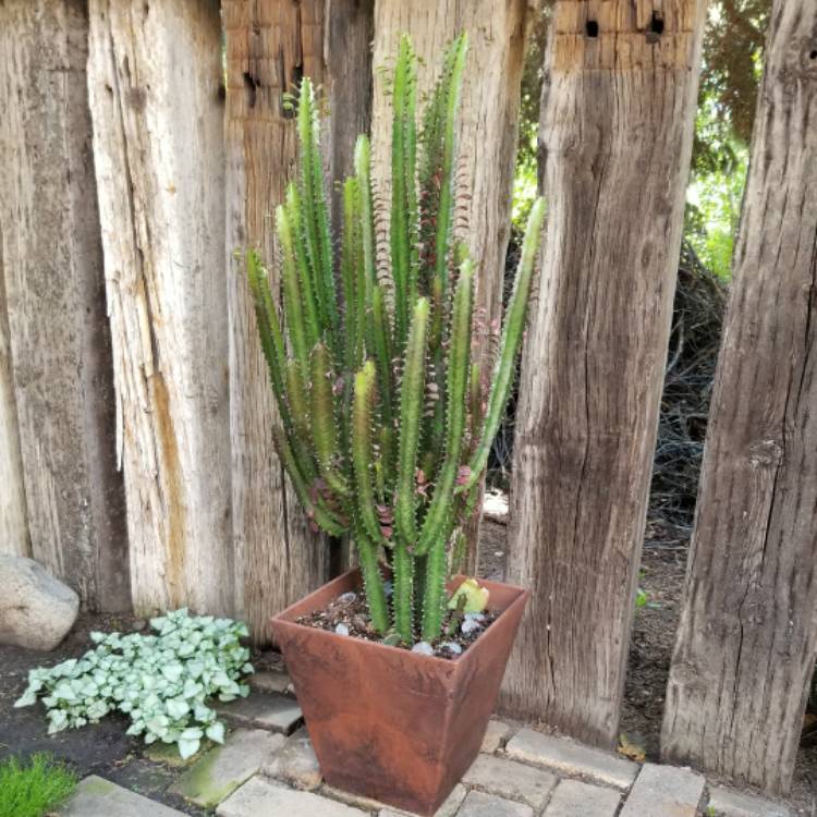plant image 476473