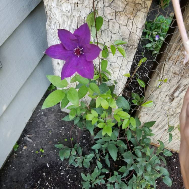 plant image 485167