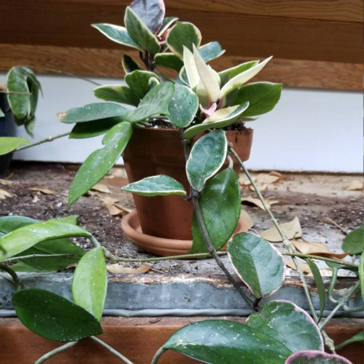 plant image 486445