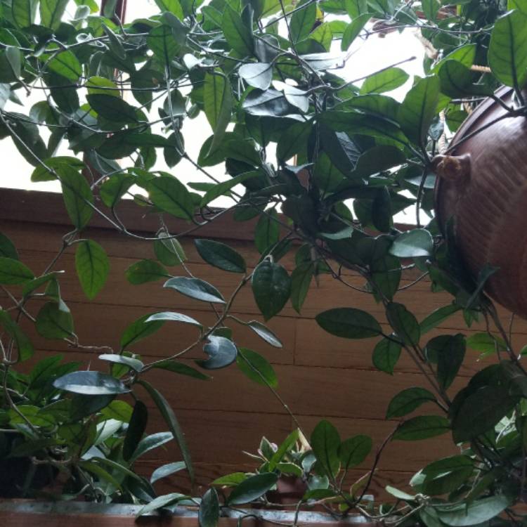 plant image 486448