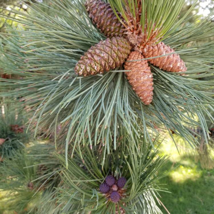 plant image 494842