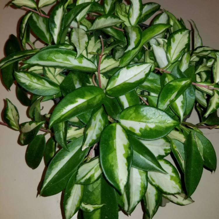 Plant image Hoya carnosa 'Rubra'