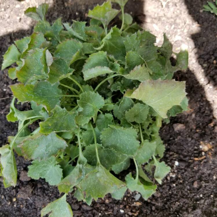 Plant image Campanula poscharskyana 'Stella'