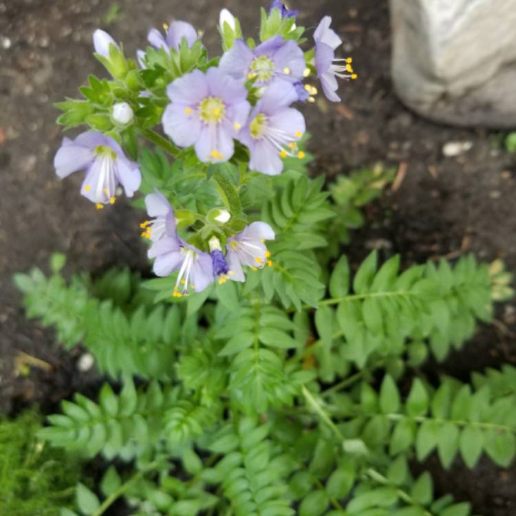 Plant image Polemonium boreale 'Heavenly Habit'
