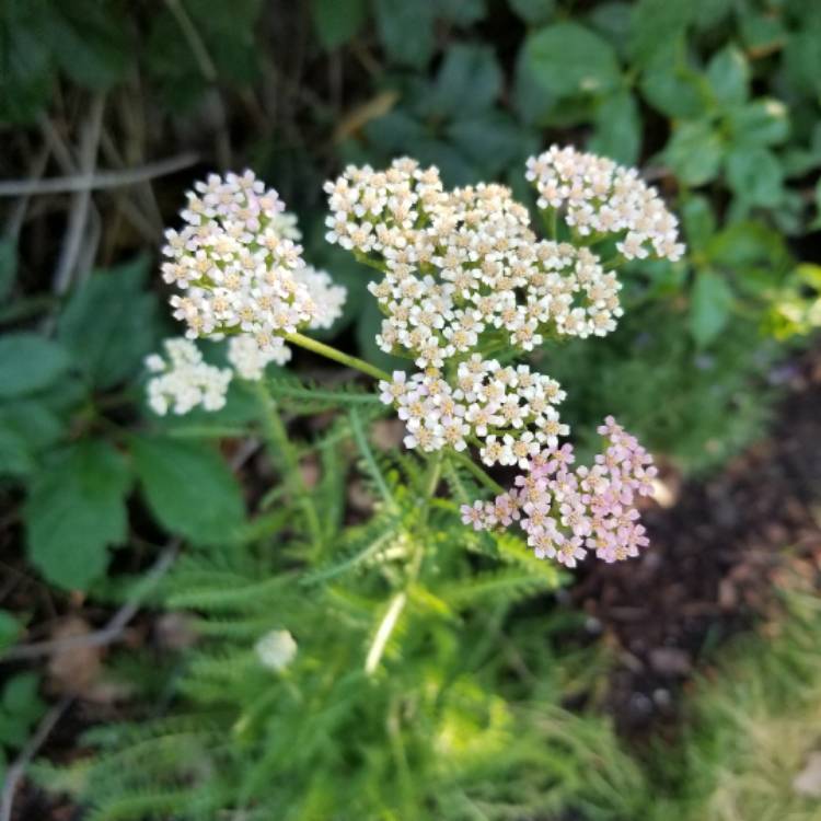 Plant image Achillea Millefolium 'Colorado' (Mix)