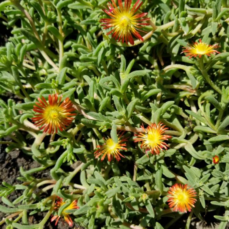plant image 521079