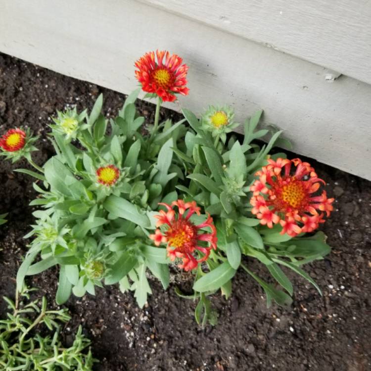 Plant image Gaillardia x grandiflora 'Fanfare Blaze'