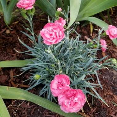 Dianthus caryophyllus 'Rosie cheeks'