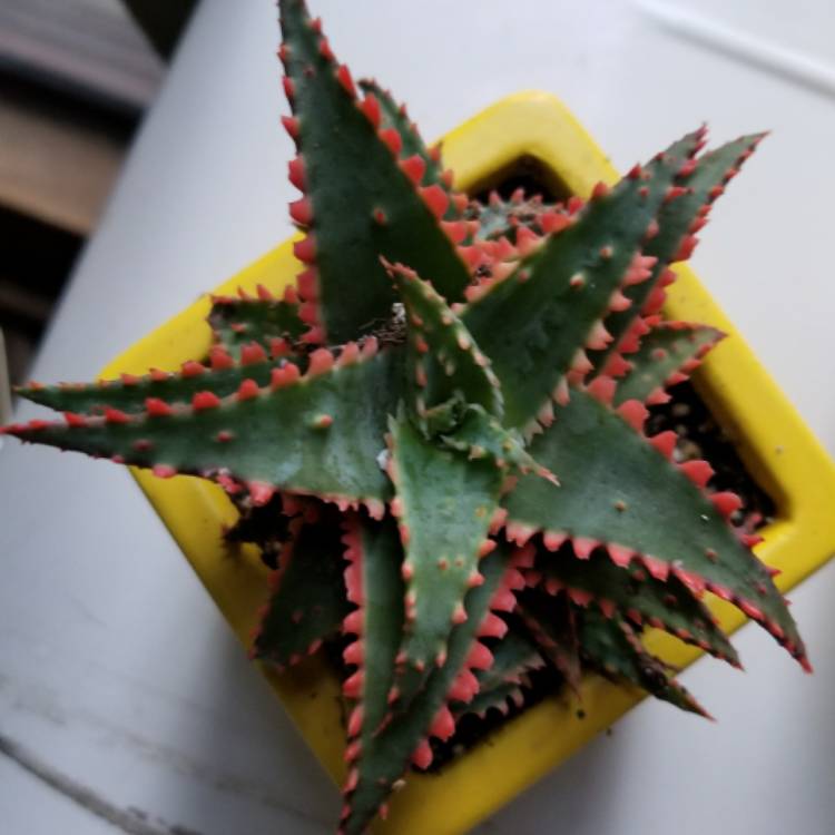 Plant image Aloe 'Christmas Sleigh'