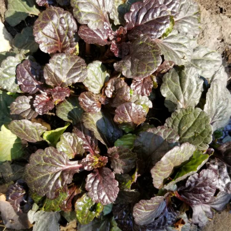 plant image 530253