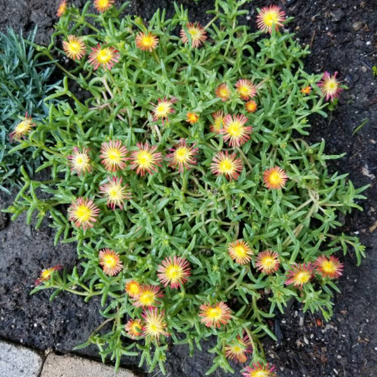 plant image 530469