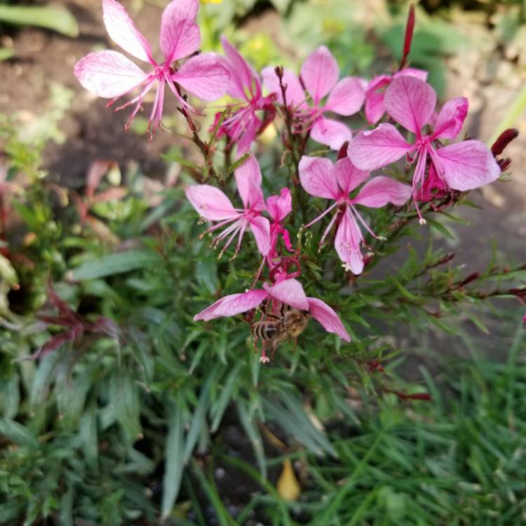 Plant image Oenothera lindheimeri 'Kleau04263' (Belleza Series) syn. Oenothera lindheimeri 'Belleza Dark Pink', Gaura lindheimeri 'Belleza Dark Pink'