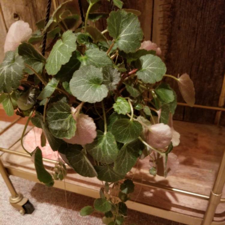 plant image 572811