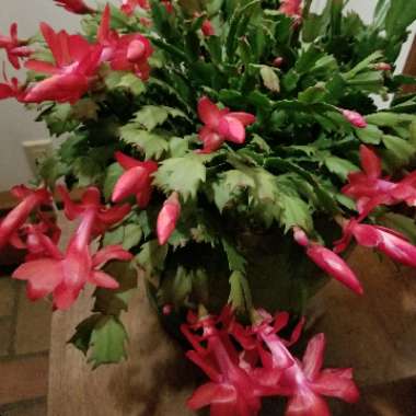 Schlumbergera truncata