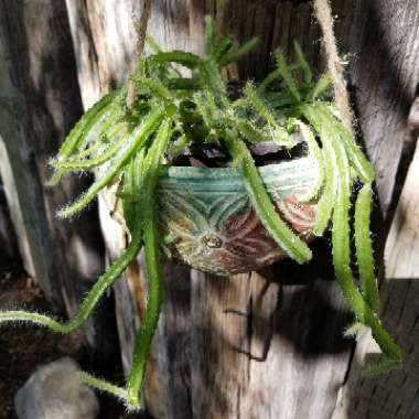 Disocactus flagelliformis syn. Aporocactus flagelliformus