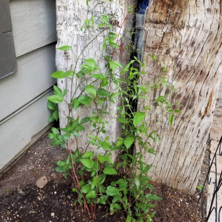 plant image 717053