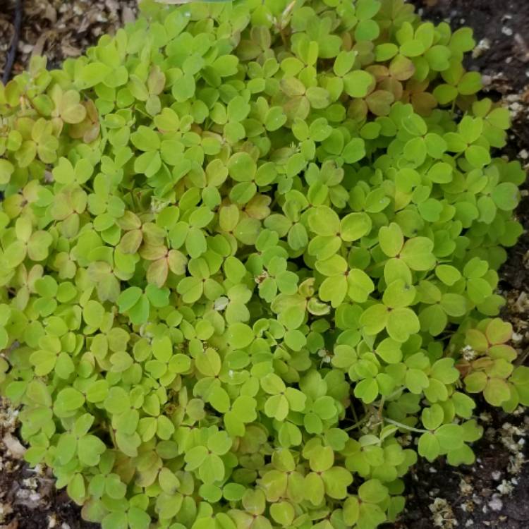 Plant image Oxalis spiralis vulcanicola subsp. 'Sunset Velvet'