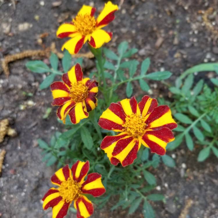 plant image 717106