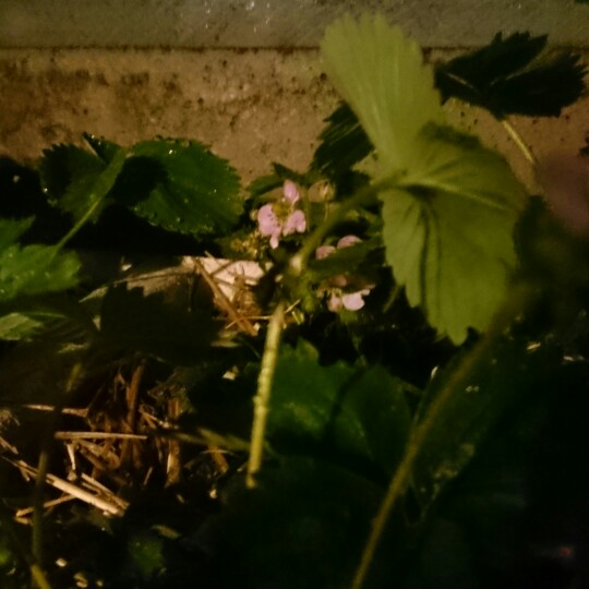 Strawberry