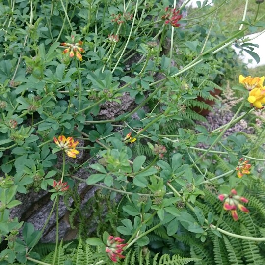 Renate's garden
