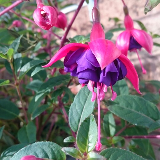 Fuchsia (Half-Hardy)