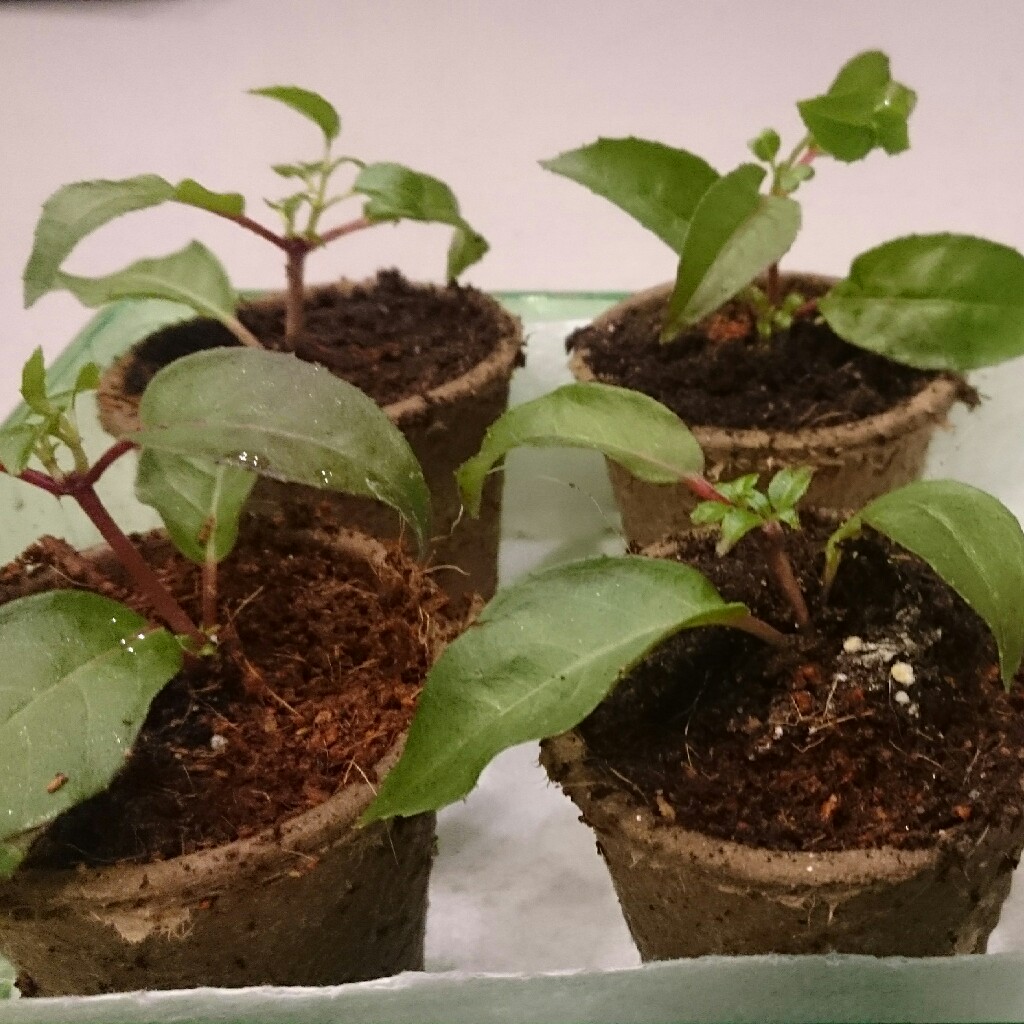 plant image 40351