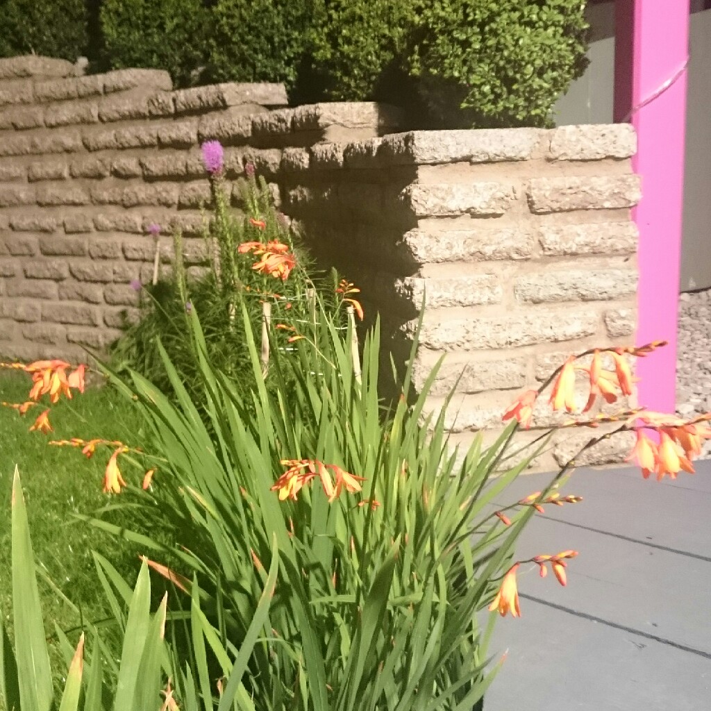 Renate's garden