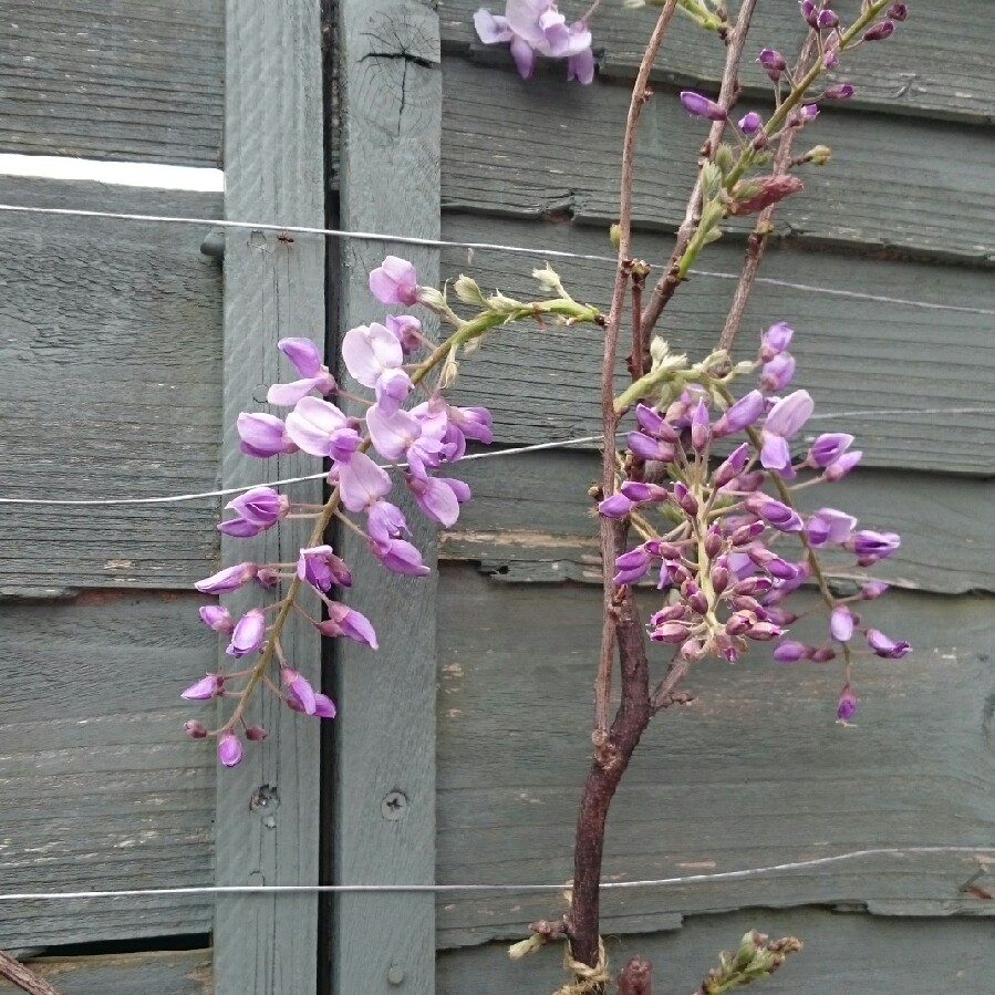 Japanese Wisteria