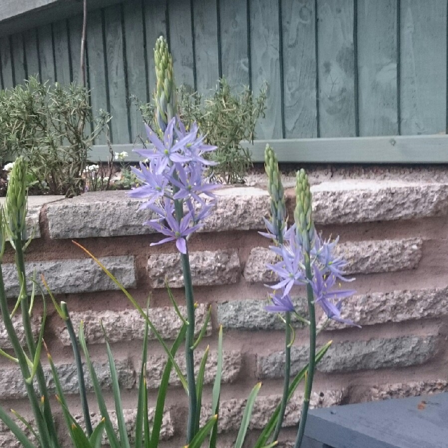 Camassia