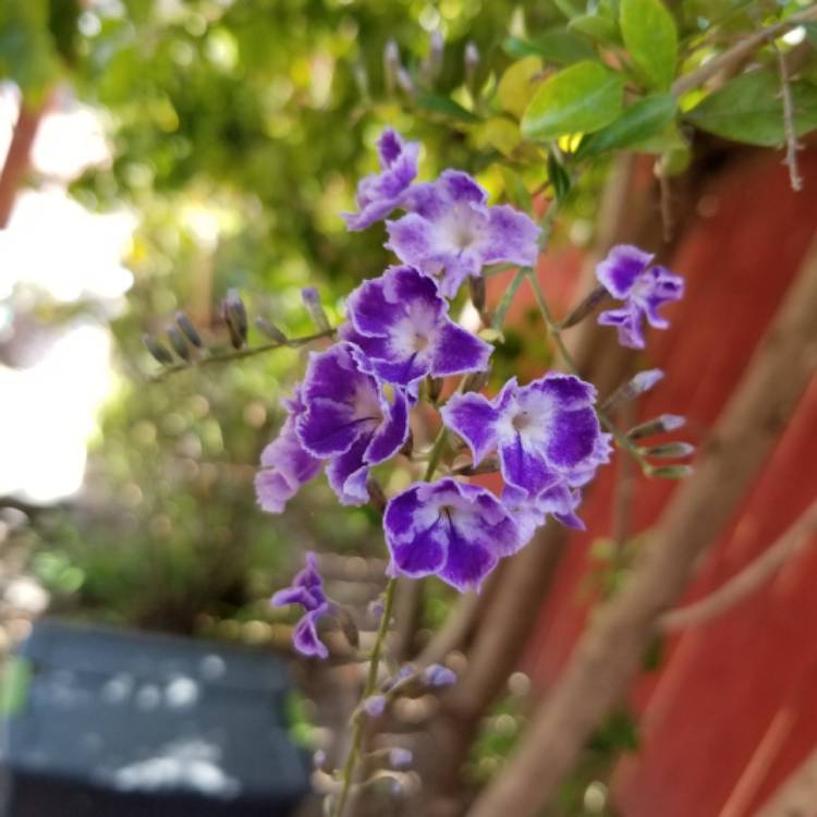 Plant image Duranta erecta 'Sapphire Showers'
