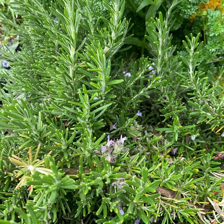 Plant image Salvia rosmarinus 'Severn Sea' syn. Rosmarinus officinalis 'Severn Sea'