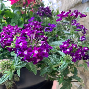 Cherry Pie Plant