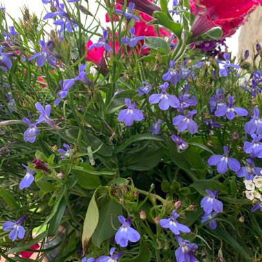Lobelia 'Blue with Eye Palace'