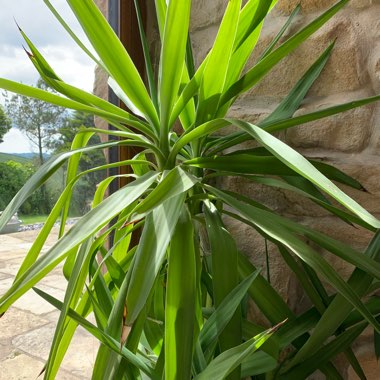 Yucca
